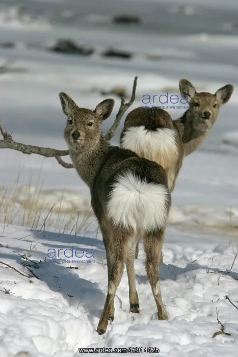 : Ezo's Sika Deer - two : Ezo's Sika Deer - two