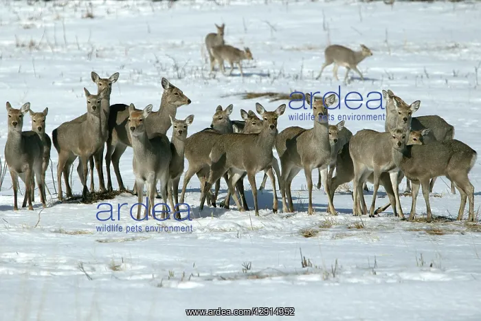 : Ezo's Sika Deer - herd : Ezo's Sika Deer - herd