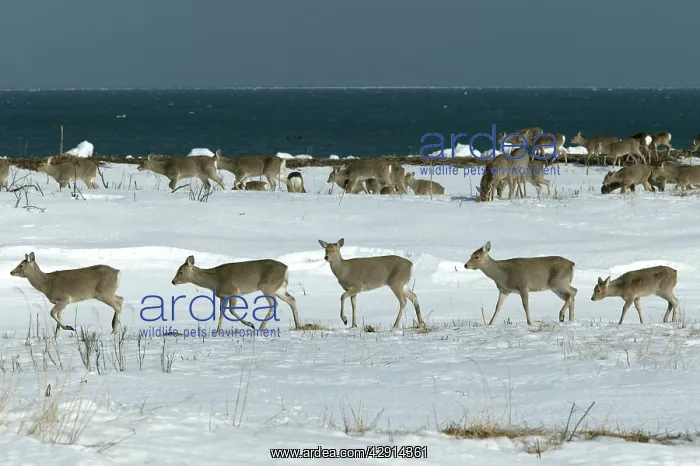 : Ezo's Sika Deer - herd : Ezo's Sika Deer - herd