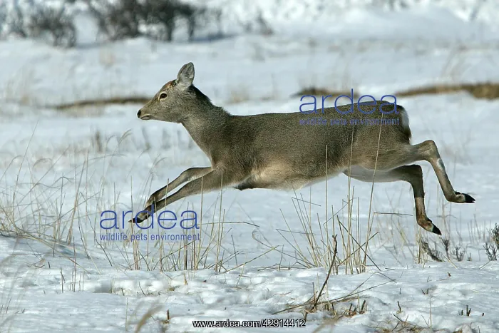 : Ezo's Sika Deer - running