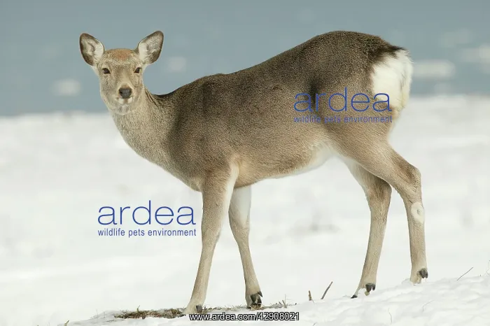 : Ezo's Sika DEER - in snow : Ezo's Sika DEER - in snow