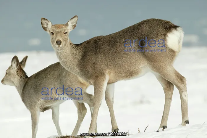 : Ezo's Sika DEER - two standing in snow : Ezo's Sika DEER - two standing in snow
