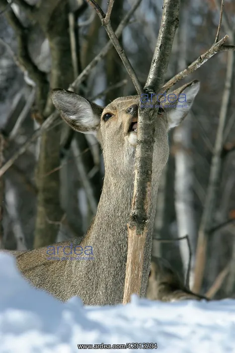 : Ezo's Sika Deer - stripping bark to eat : Ezo's Sika Deer - stripping bark to eat