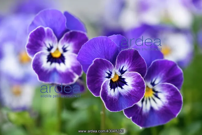 : Viola. F1 Viola Delft Blue. Three flowers with blue and white petals and yellow at centre : Viola. F1 Viola Delft Blue. Three flowers with blue and white petals and yellow at centre