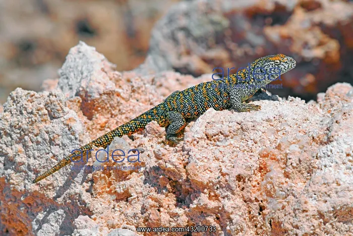 : Fabian's lizard (Liolaemus fabiani), endemic, Salar : Fabian's lizard (Liolaemus fabiani), endemic, Salar