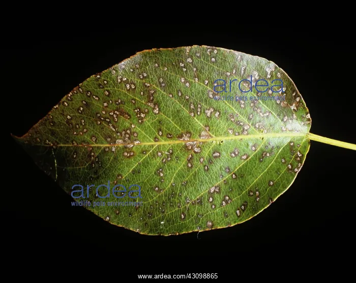  : Fabraea Leaf Spot