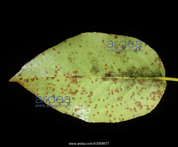  : Fabraea Leaf Spot