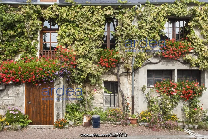 : A facade of an old French house overgrown with : A facade of an old French house overgrown with