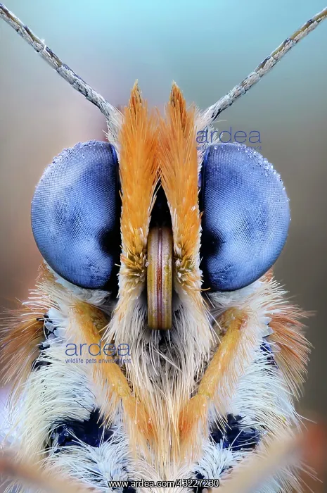 : Face of Fritillary (Melitaea sp), Luzzara Reggio : Face of Fritillary (Melitaea sp), Luzzara Reggio