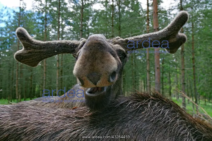 : Face of a moose, national animal, Dalsland, Sweden : Face of a moose, national animal, Dalsland, Sweden