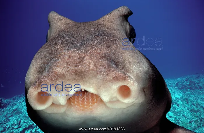 : Face of Port Jackson Shark (Heterodontus portjacksoni) : Face of Port Jackson Shark (Heterodontus portjacksoni)