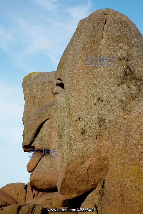  : Face in rock, Ploumanach, Brittany, France