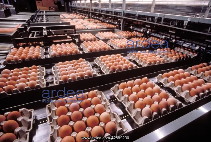 : Factory Operation - Eggs