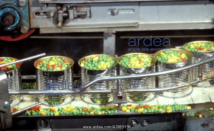 : Factory operations - Canning mixed vegetables : Factory operations - Canning mixed vegetables