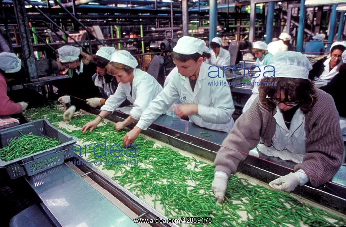  : Factory workers - Sorting through Green Beans