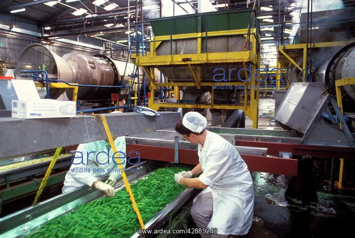 : Factory workers - Sorting through Green Beans : Factory workers - Sorting through Green Beans