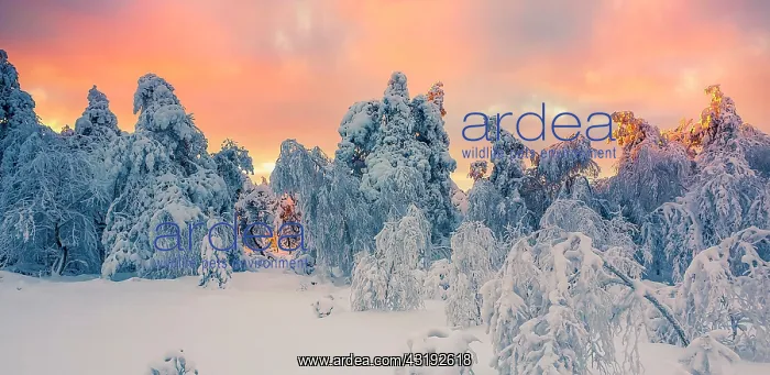 : Fagne landscape under the snow, Ardennes, Belgium : Fagne landscape under the snow, Ardennes, Belgium