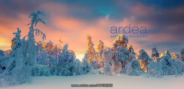 : Fagne landscape under the snow, Ardennes, Belgium : Fagne landscape under the snow, Ardennes, Belgium