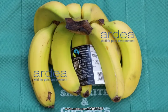 : Fairtrade bananas from Dominica on sale at Tesco, UK : Fairtrade bananas from Dominica on sale at Tesco, UK