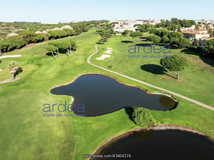 : Fairway framed by housing estates at the Islantilla : Fairway framed by housing estates at the Islantilla