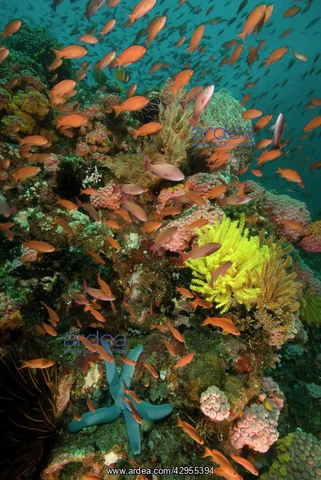: Fairy basslets - swim over a reef adorned with : Fairy basslets - swim over a reef adorned with