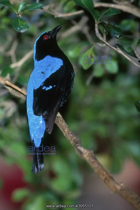 : Fairy Bluebird : Fairy Bluebird