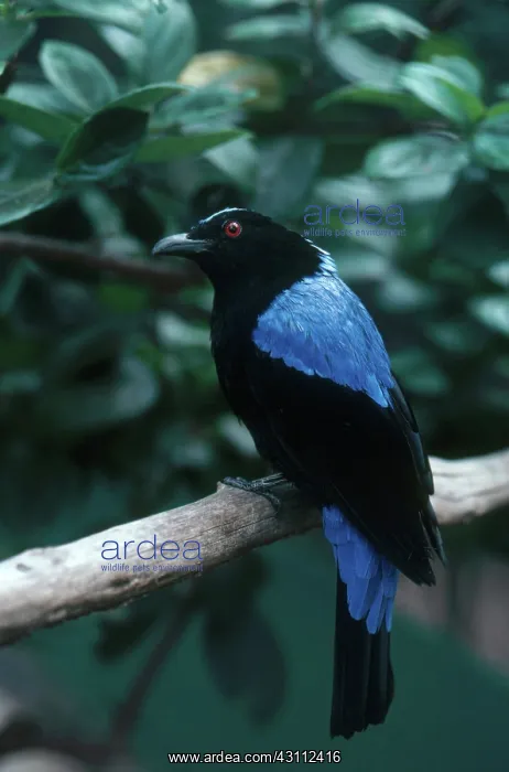 : Fairy Bluebird : Fairy Bluebird