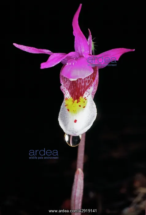  : Fairy  /  Calypso  /  Fairy Slipper  /  Fairy LadyIs
