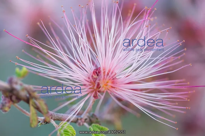  : Fairy Duster (Calliandra eriophylla) common shrub