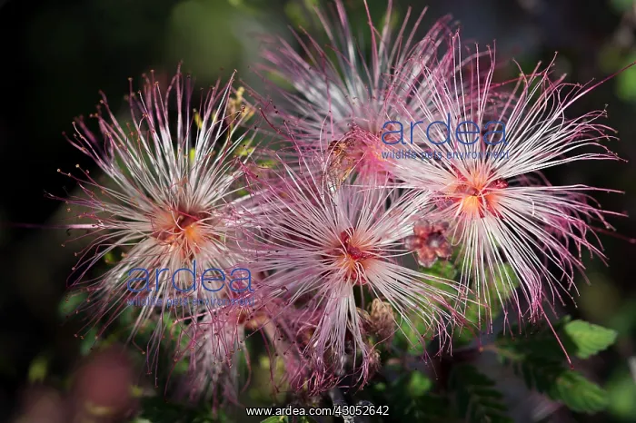: Fairy Duster (Calliandra eriophylla) common shrub : Fairy Duster (Calliandra eriophylla) common shrub
