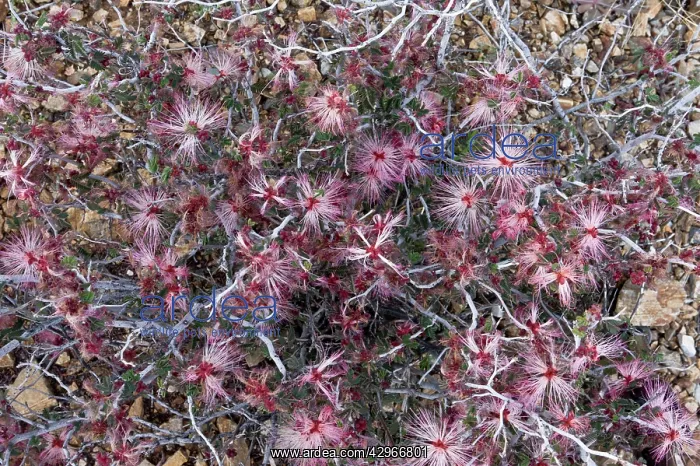 : Fairy Duster / Mock Mesquite / Mesquitella - in flower : Fairy Duster / Mock Mesquite / Mesquitella - in flower