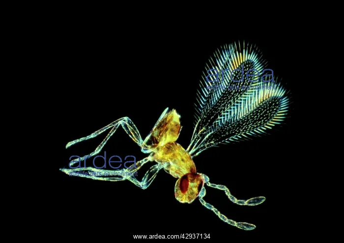 : Fairy Fly - x 20 magnification : Fairy Fly - x 20 magnification