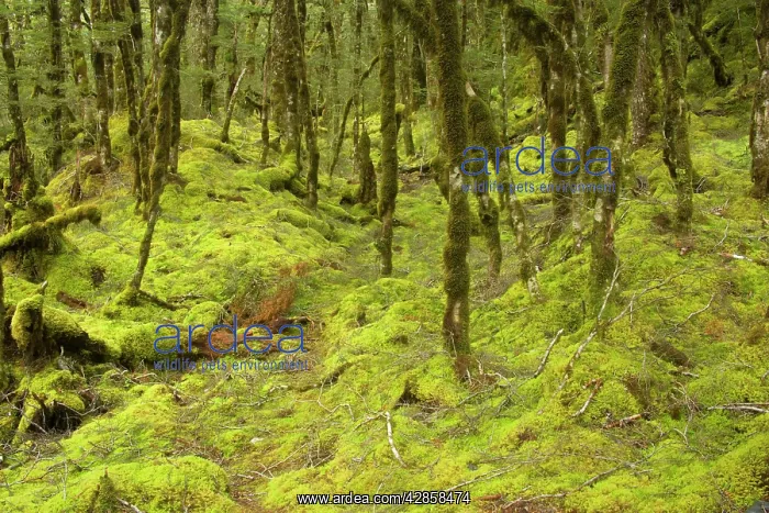 : Fairy forest - magical Mountain Beech forest with : Fairy forest - magical Mountain Beech forest with
