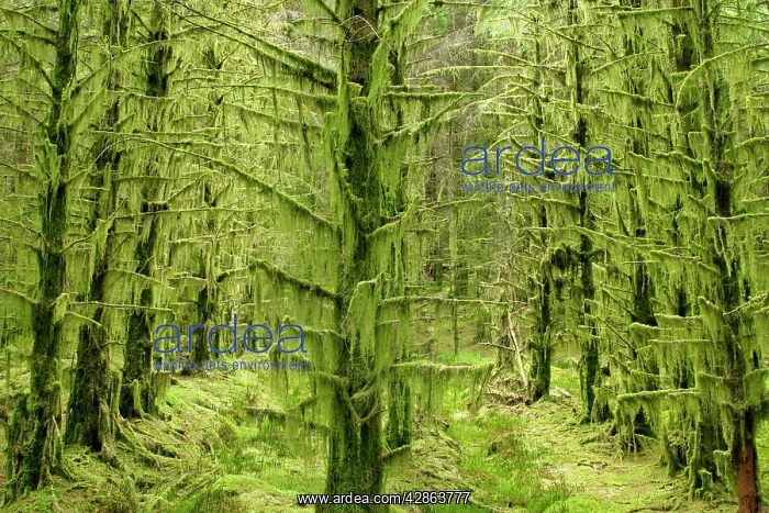 : fairy forest - in straight lines planted timber : fairy forest - in straight lines planted timber