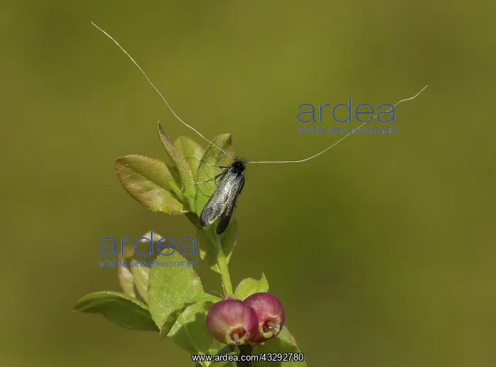 : Fairy Longhorn Moth - male resting on Bilberry leaf - May : Fairy Longhorn Moth - male resting on Bilberry leaf - May