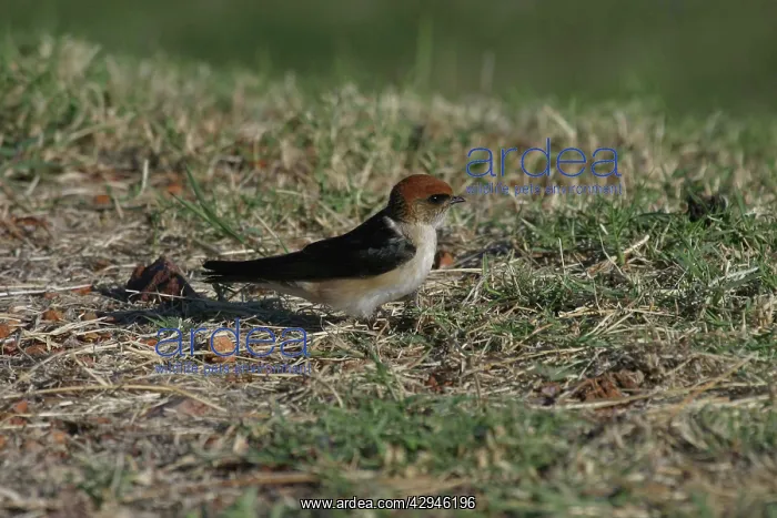 : Fairy Martin - Collecting nesting material : Fairy Martin - Collecting nesting material