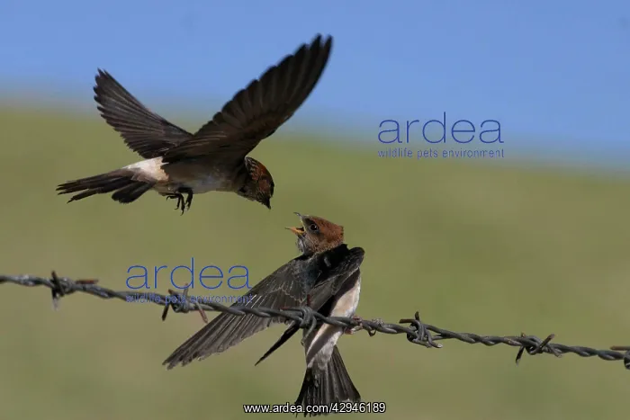 : Fairy Martin - Feeding newly-fledged chick : Fairy Martin - Feeding newly-fledged chick