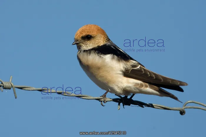 : Fairy Martin - On the fence surrounding the Mt : Fairy Martin - On the fence surrounding the Mt