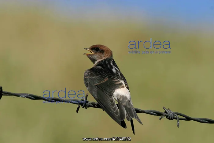 : Fairy Martin - Juvenile waiting to be fed : Fairy Martin - Juvenile waiting to be fed
