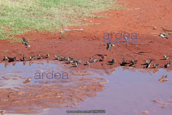 : Fairy Martins - collecting mud to construct their : Fairy Martins - collecting mud to construct their