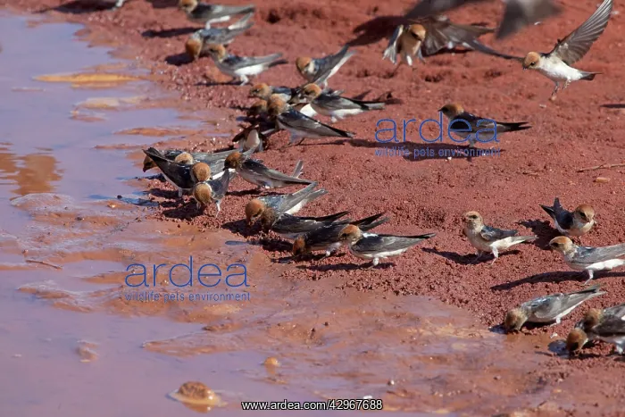 : Fairy Martins - collecting mud to construct their : Fairy Martins - collecting mud to construct their
