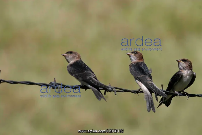 : Fairy Martins - Juveniles waiting to be fed : Fairy Martins - Juveniles waiting to be fed
