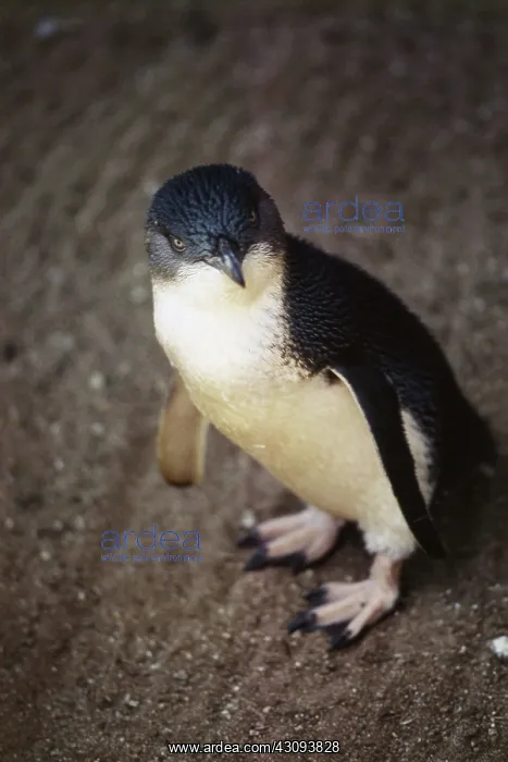 : Fairy Penguin : Fairy Penguin