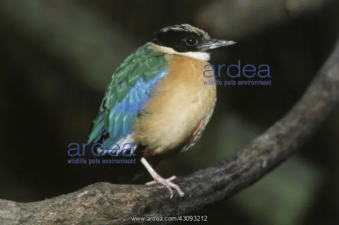: Fairy Pitta : Fairy Pitta