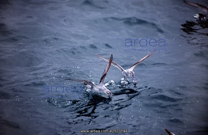 : FAIRY PRION - TWO ON WATER : FAIRY PRION - TWO ON WATER