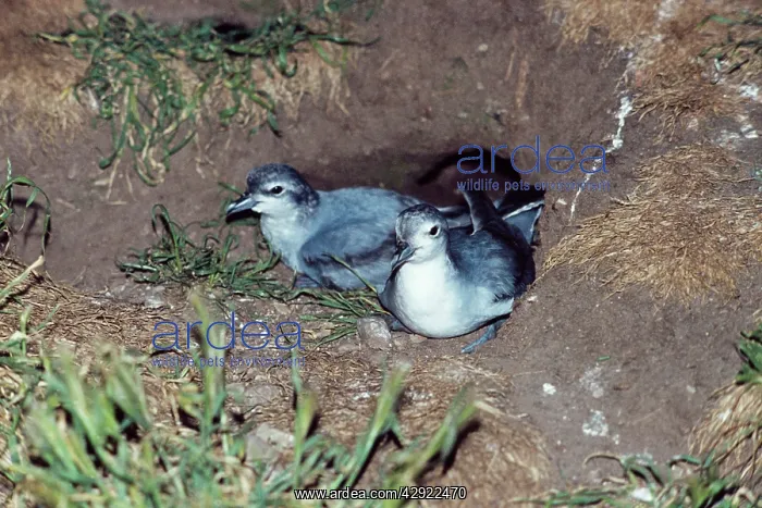 : Fairy PRIONS - pair in nest : Fairy PRIONS - pair in nest