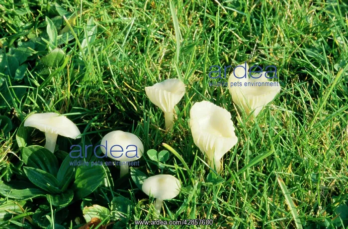 : FAIRY RING FUNGI : FAIRY RING FUNGI