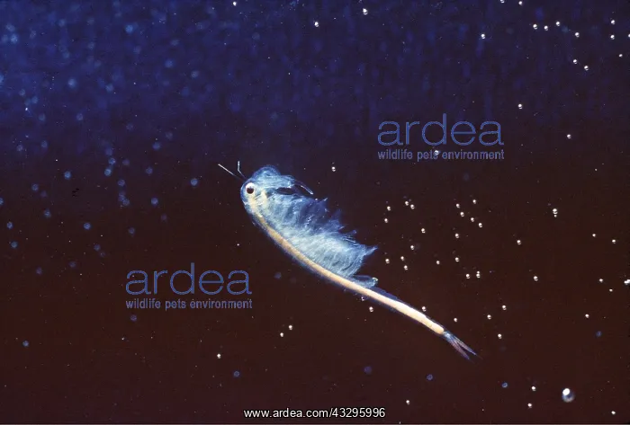 : FAIRY SHRIMP : FAIRY SHRIMP