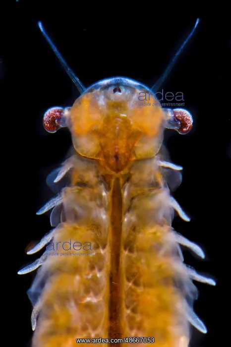 : Fairy Shrimp (Chirocephalus diaphanus) adult female : Fairy Shrimp (Chirocephalus diaphanus) adult female