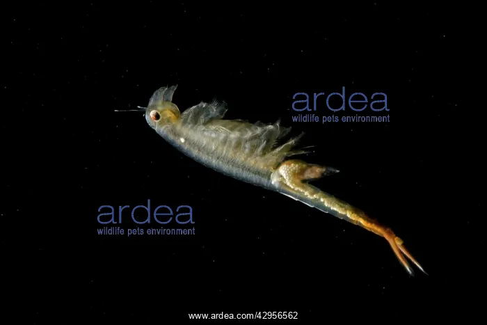 : Fairy Shrimp - female showing eggs within : Fairy Shrimp - female showing eggs within